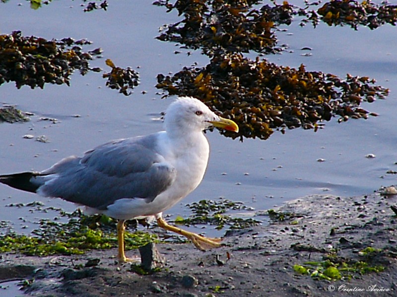 El paso de la gaviota