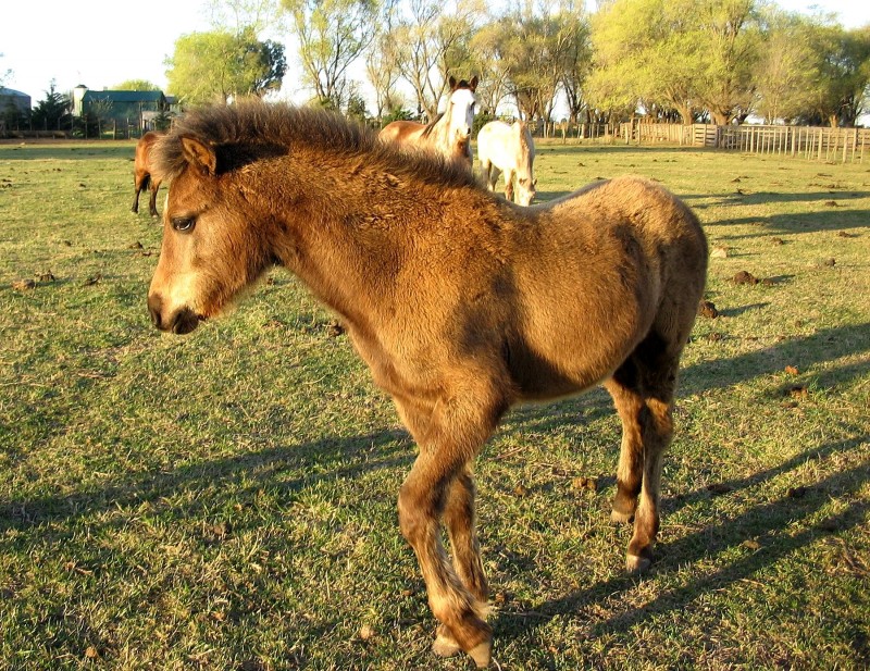 ATA EL POTRILLO