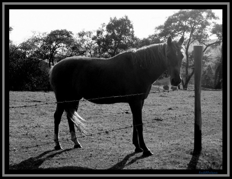 Un Caballo...