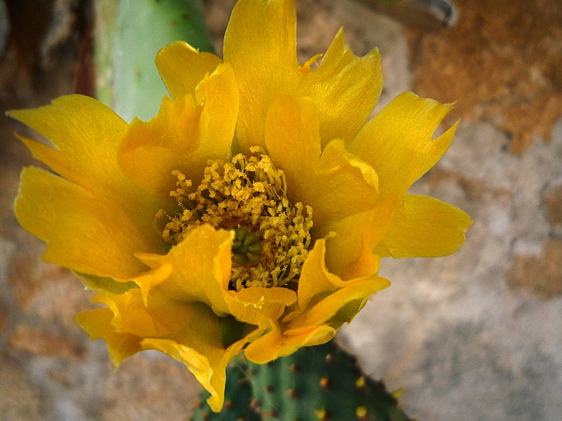 flor de cactus