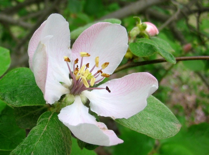 FLOR DEL MEMBRILLO