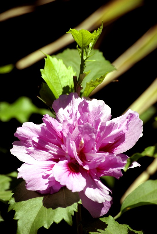 Hibiscus