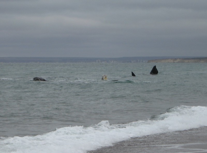 Ballenas en la playa