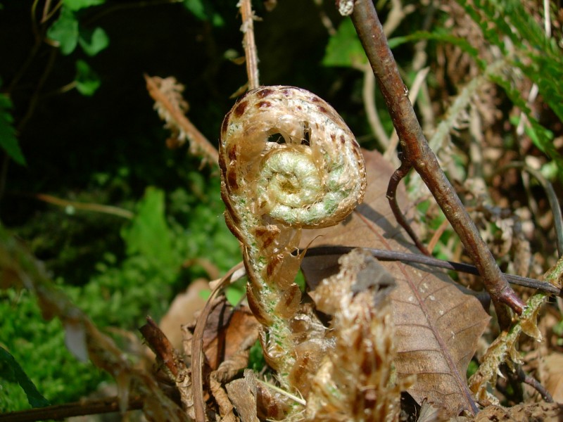 Nacimiento del helecho