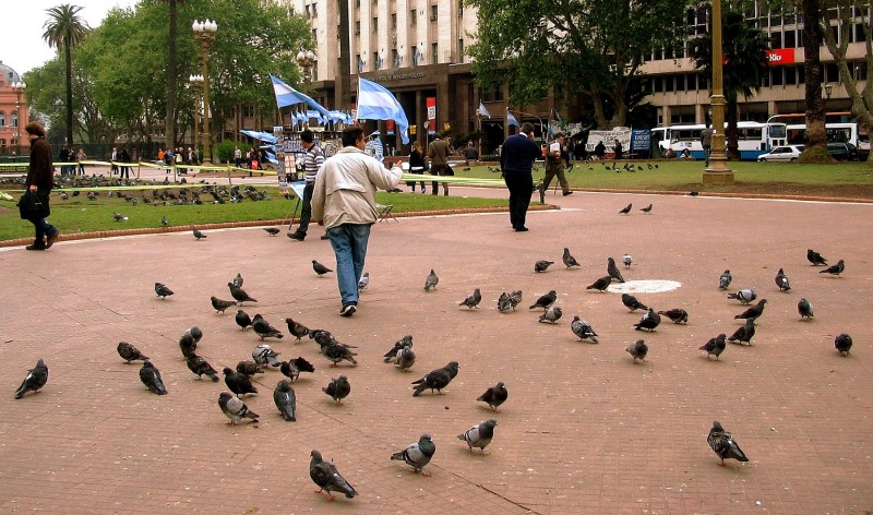 PALOMAS GRISES EN PLAZA DE MAYO