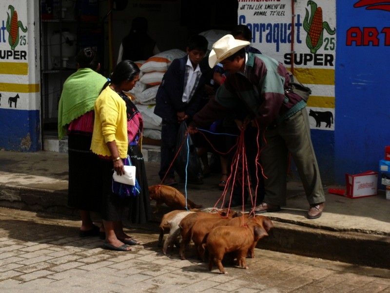 venta de cochinillos