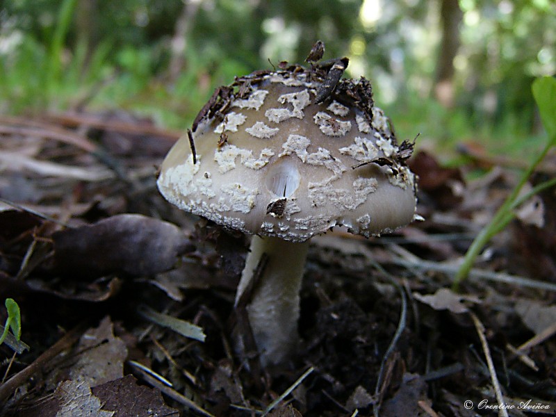 Fungus 04