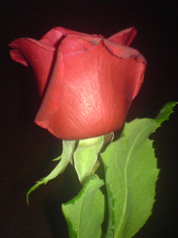 Mi  rosa........