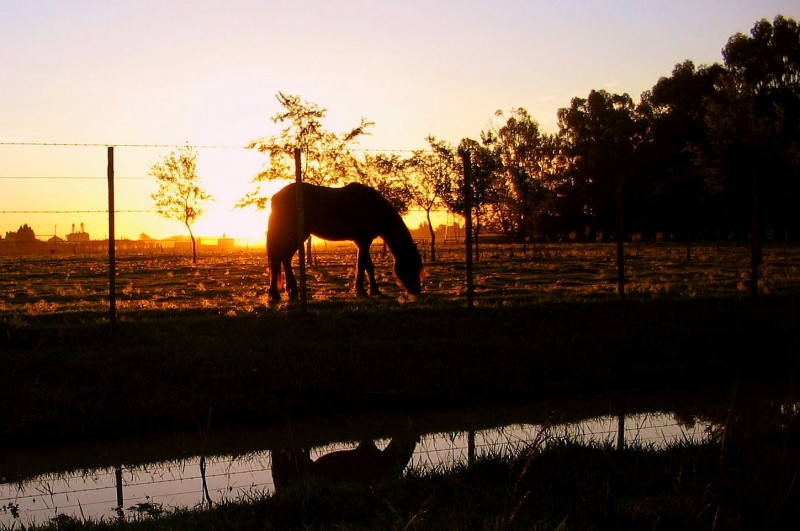 COMO UN CABALLO OSCURO