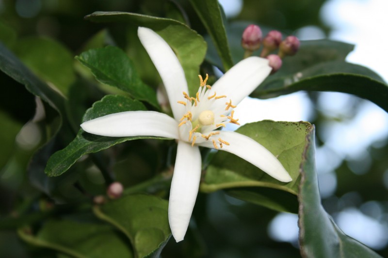 Para Jorge Zanguitu esta flor de limonero