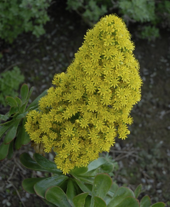 Flor endmica canaria