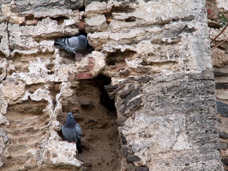 Palomas en la pared (Parque del Castillo Sohail)