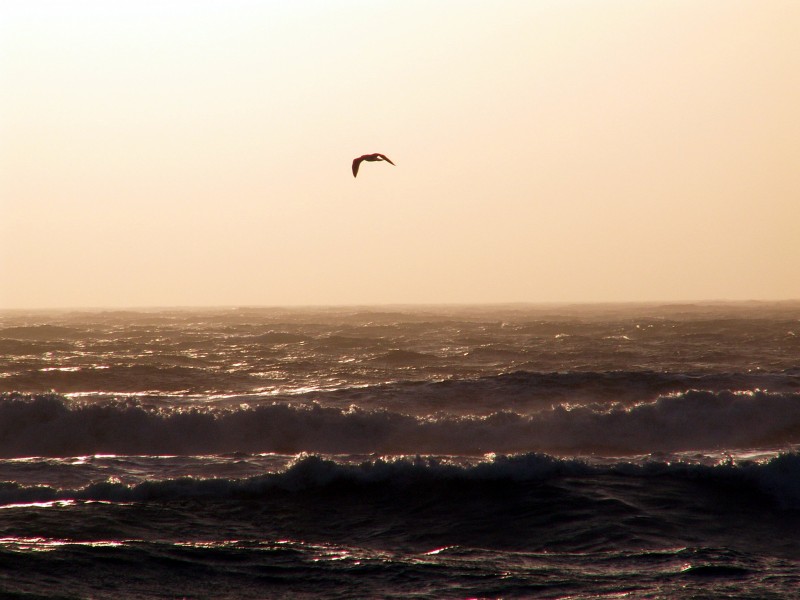 Sobrevolando las olas