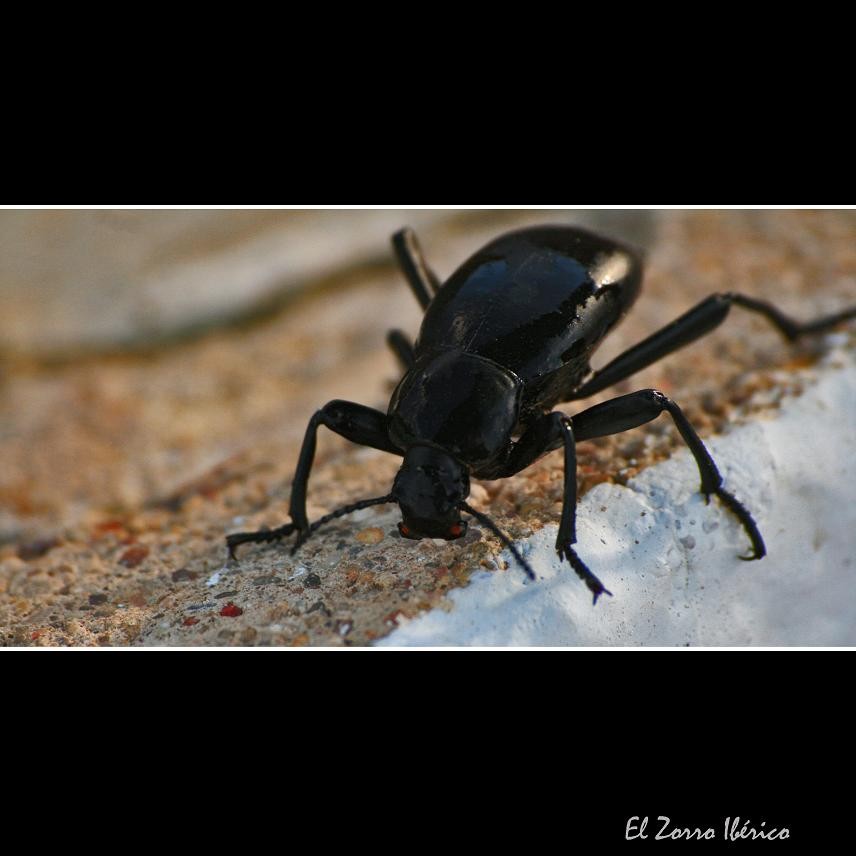 BEETLE