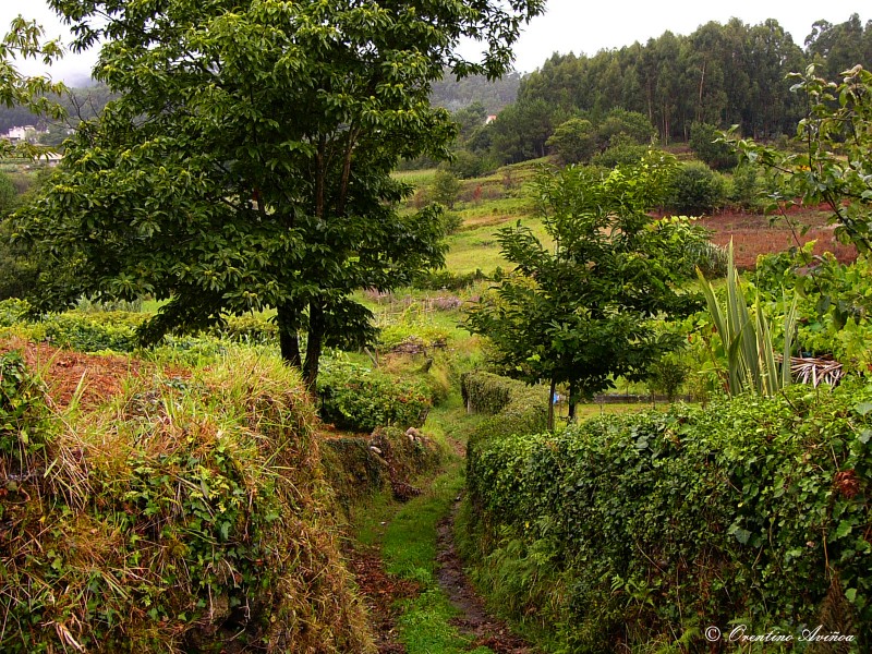 Sendero serpenteante