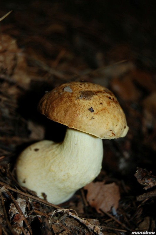 BOLETUS  (CEP)