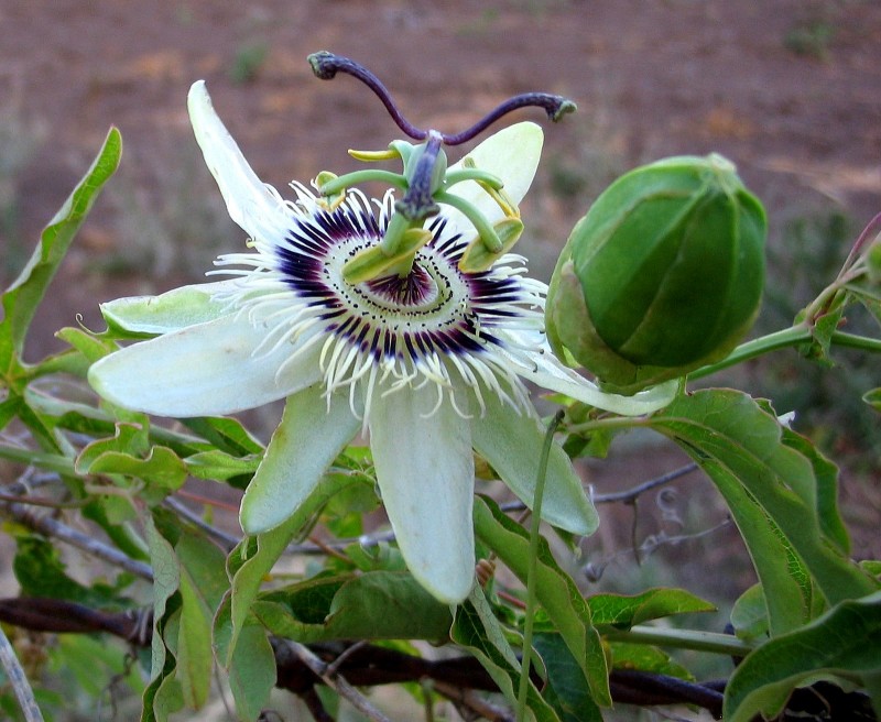 PEQUEA FLOR DE MBURUCUY