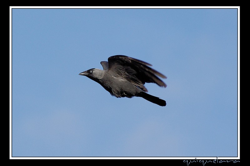 Corvus Frigilegus