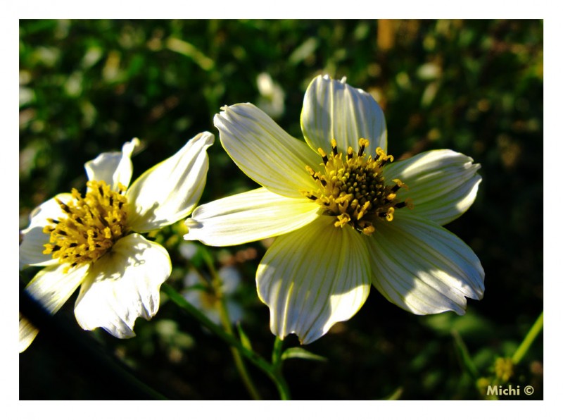 flor de epoca