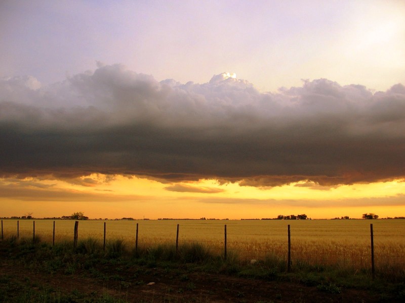 EL CAMPO PENSATIVO