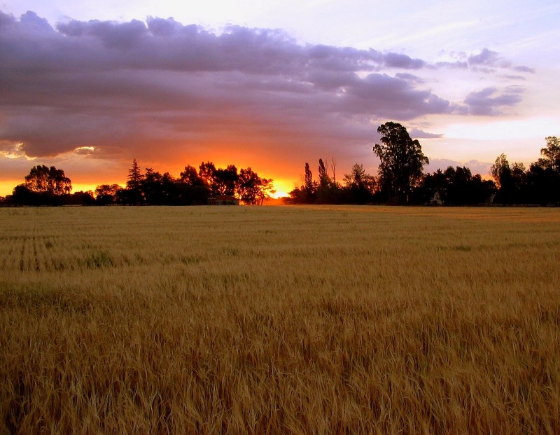 MADURA EL TRIGO