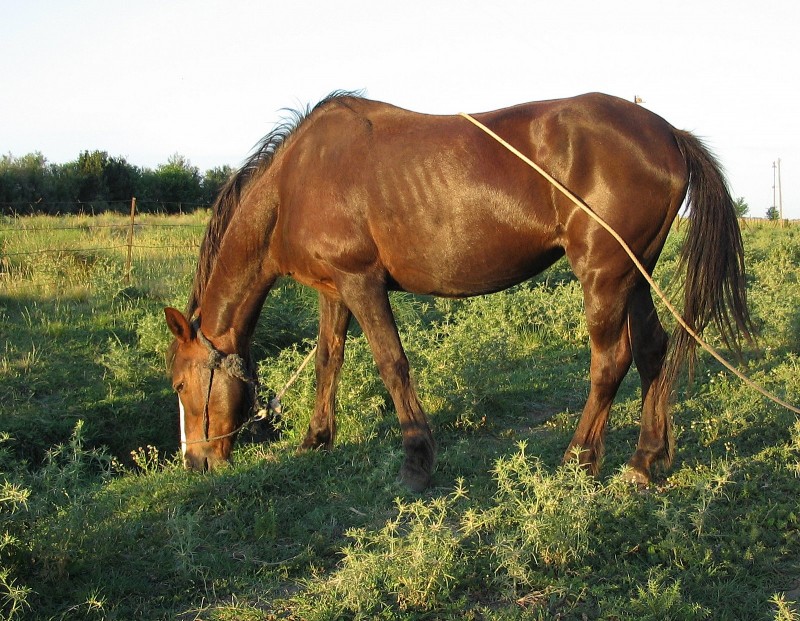 MI SOGA Y MI CABALLO