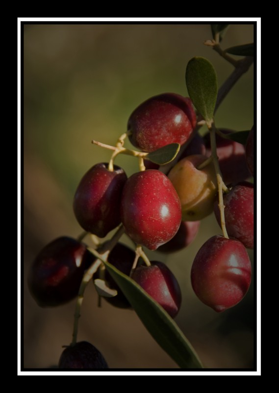 las aceitunas (dedicada a Urugallu)