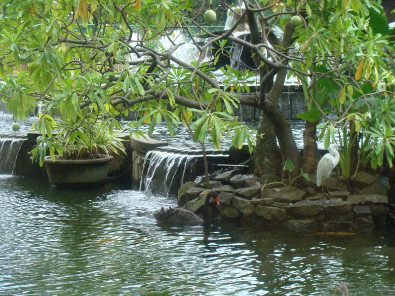 Cisne negro en el jardn tropical de un hotel de Colombo