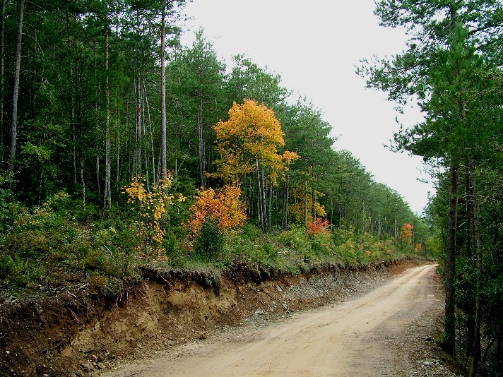 Caminos rurales