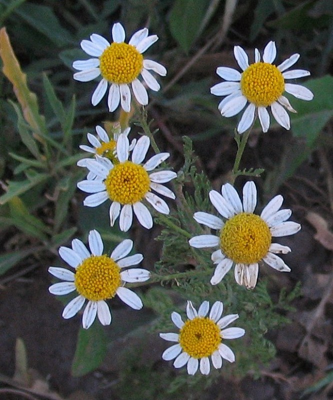 HAY FLORES AMARILLAS