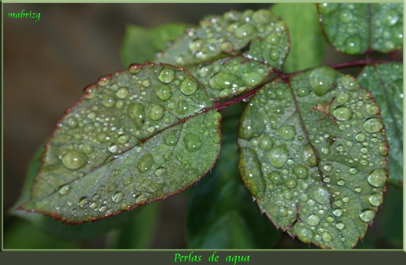 Perlas de agua