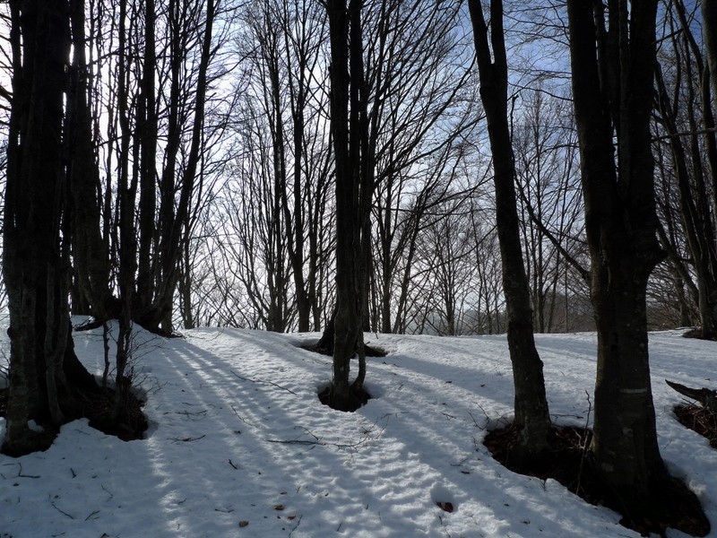 llums i ombres a la neu