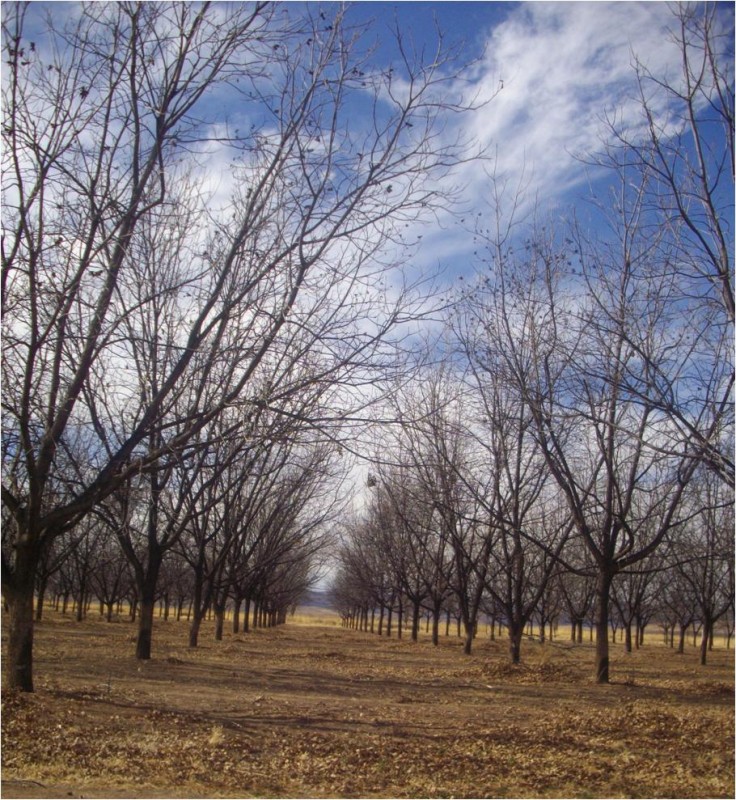 Nogales de invierno