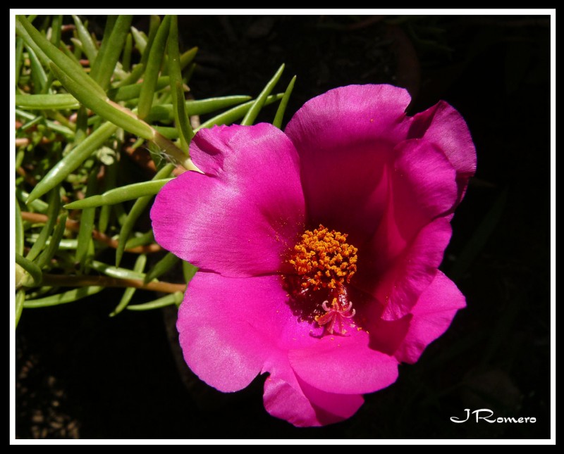 La Flor