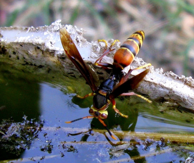 UNA AVISPA SOBRE EL AGUA