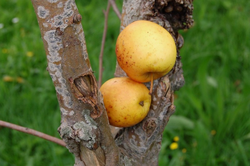 la manzana