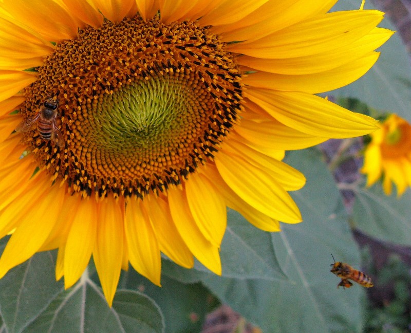 BUSCANDO EL GIRASOL