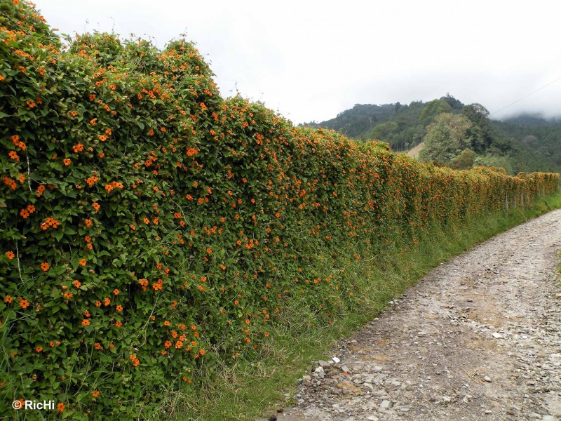 Muro de flores