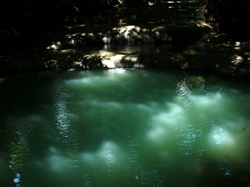 reflejos en la selva