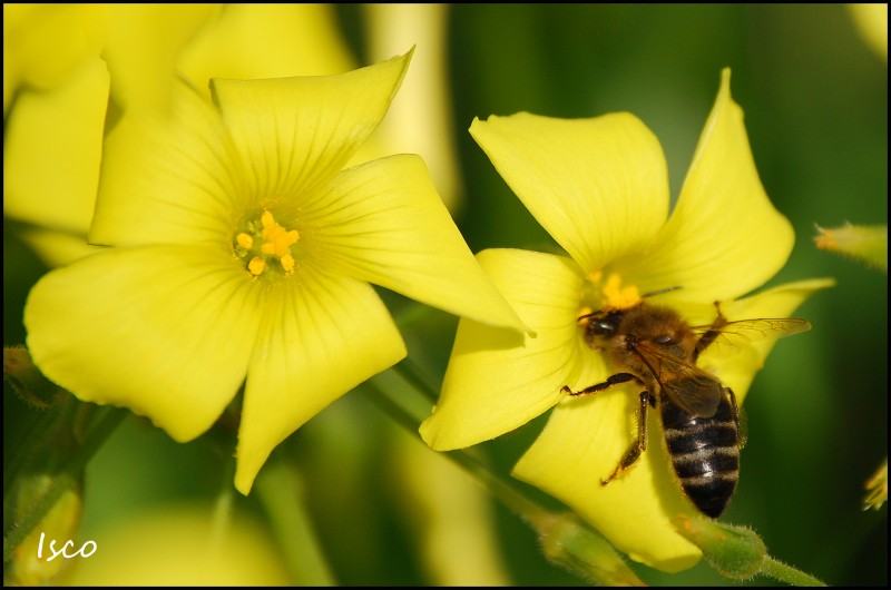 Abeja en vinagreta