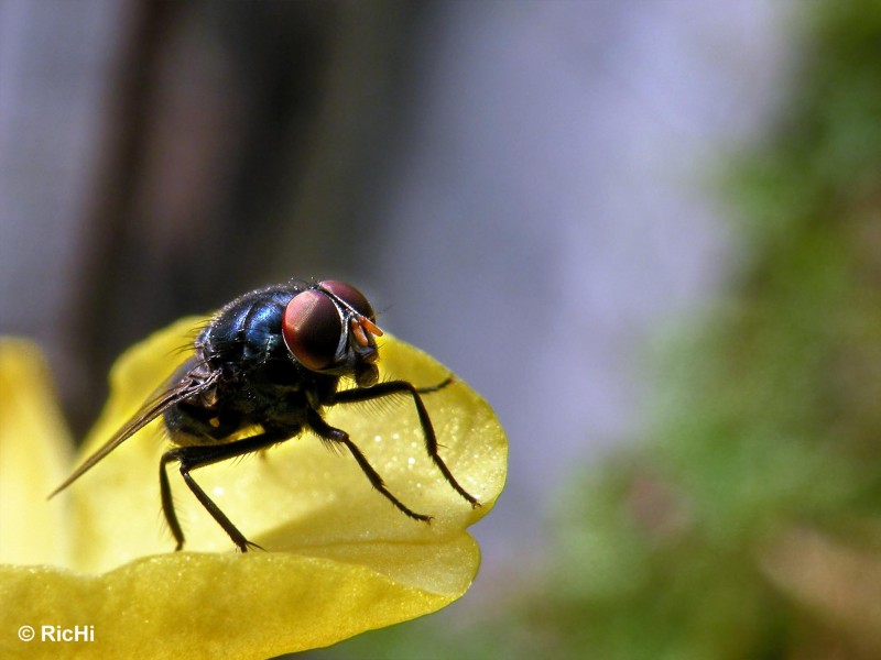 Mosca tomando agua