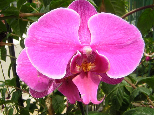 La belleza de una ORQUIDEA