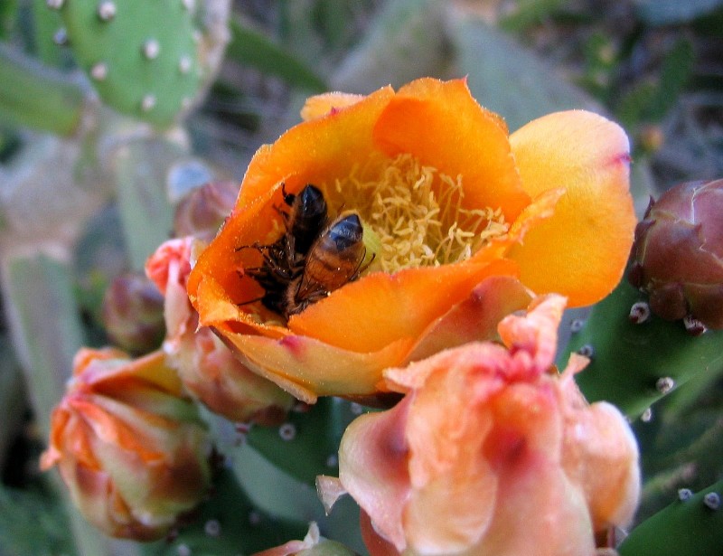 POBRECITAS LAS ABEJAS