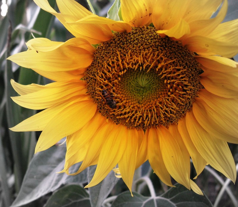 GIRASOL, GIRASOL