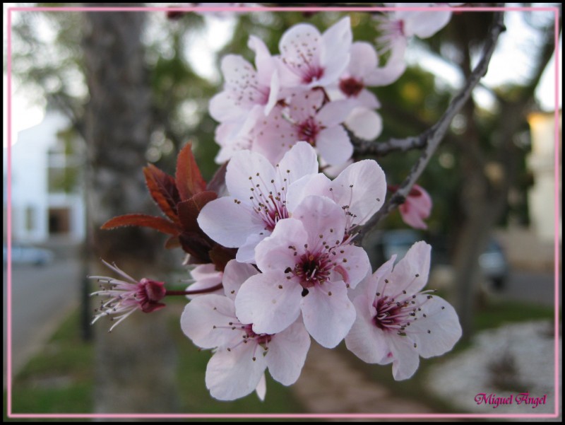 Flor de almendro