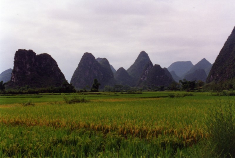 Guilin - Arrozal