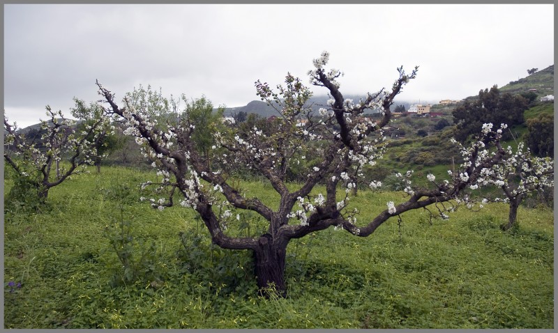 Almendros