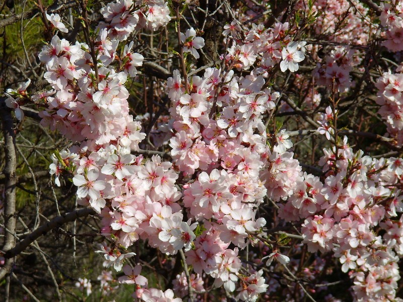 flor del almendro