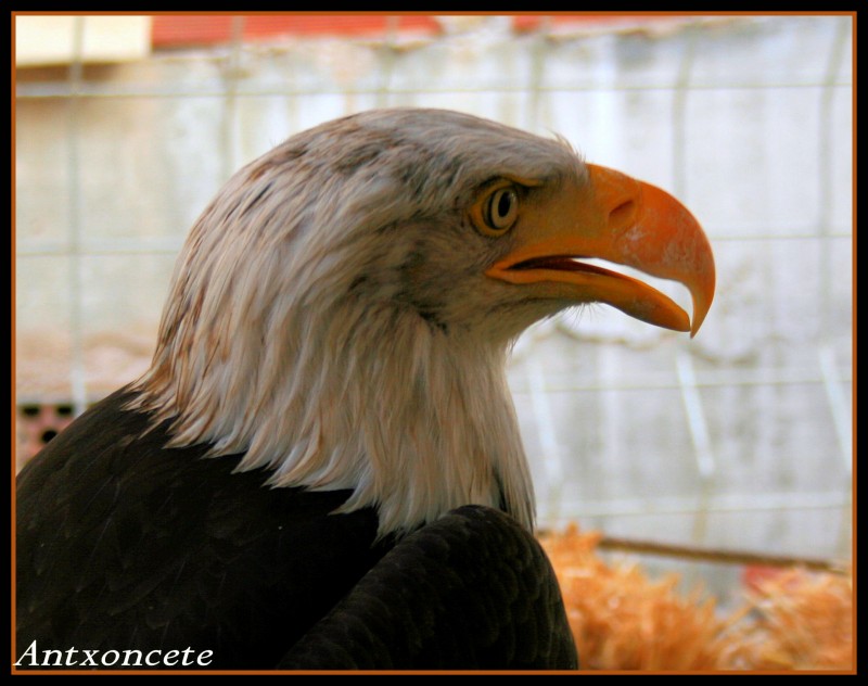 Aguila calva