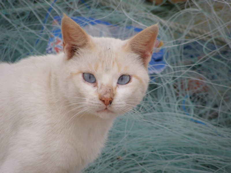 Gato marinero